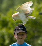 Falconry visit